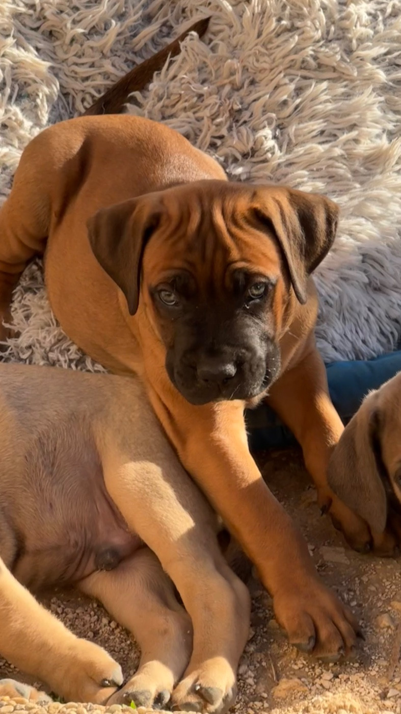des gardiens d'Ecosse - Chiots disponibles - Cane Corso