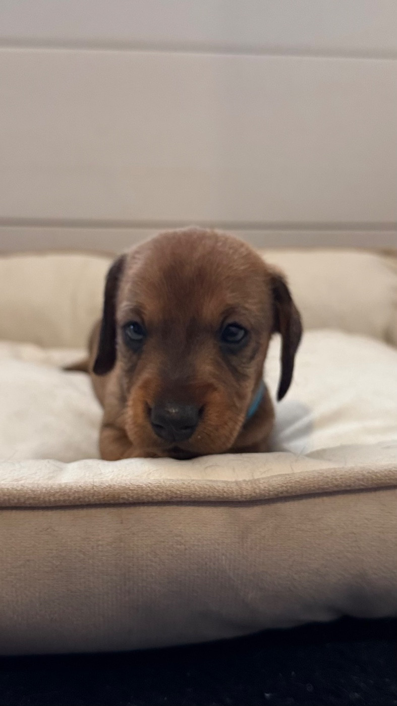 des gardiens d'Ecosse - Chiots disponibles - Teckel poil dur