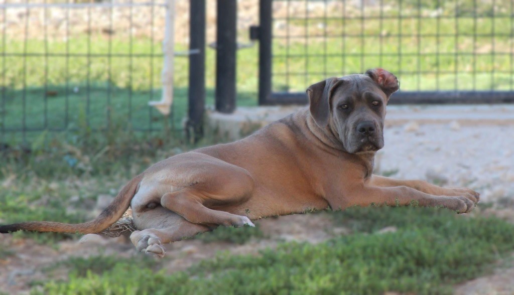 des gardiens d'Ecosse - Chiots disponibles - Cane Corso