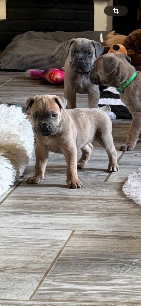 des gardiens d'Ecosse - Chiots disponibles - Cane Corso