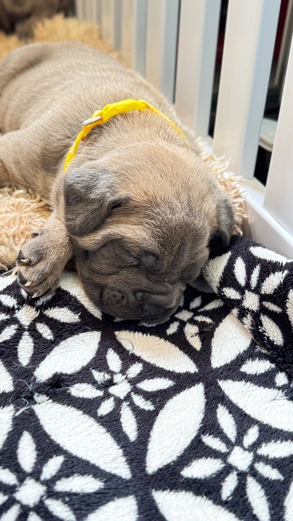 des gardiens d'Ecosse - Chiots disponibles - Cane Corso