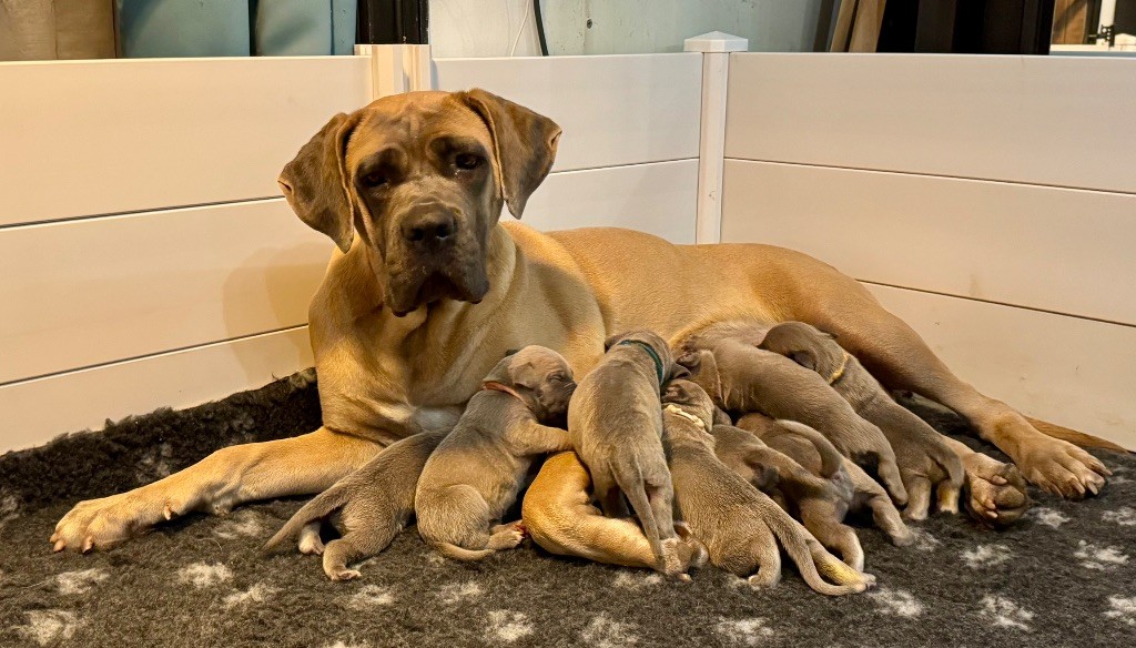 Chiot Cane Corso des gardiens d'Ecosse