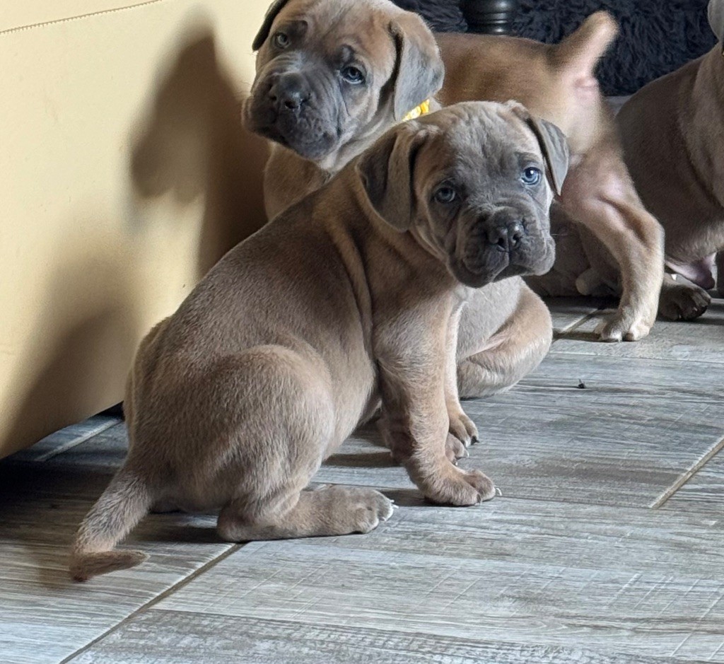 des gardiens d'Ecosse - Chiots disponibles - Cane Corso