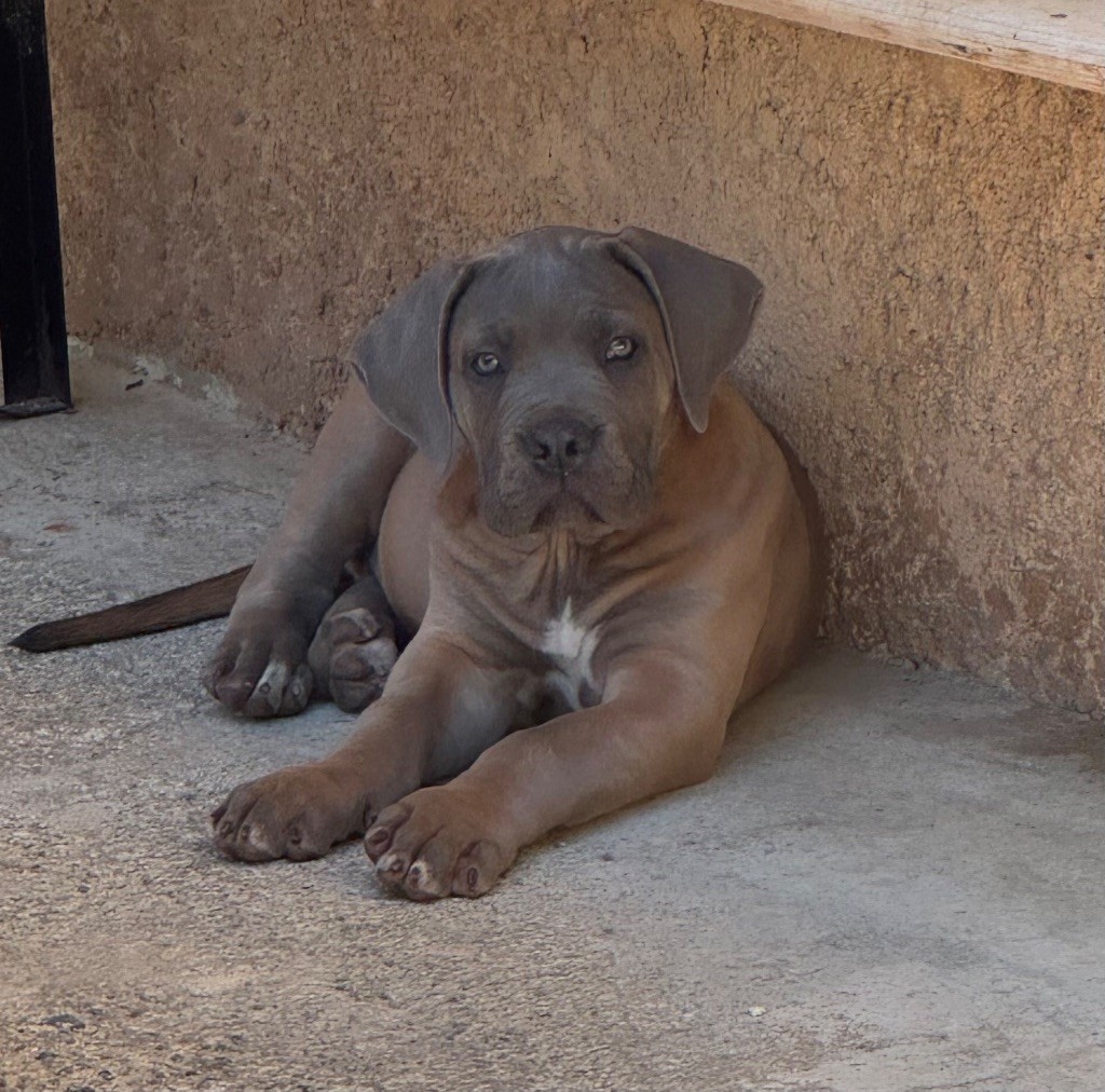 des gardiens d'Ecosse - Chiots disponibles - Cane Corso