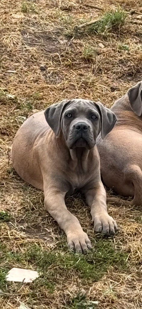 des gardiens d'Ecosse - Chiots disponibles - Cane Corso