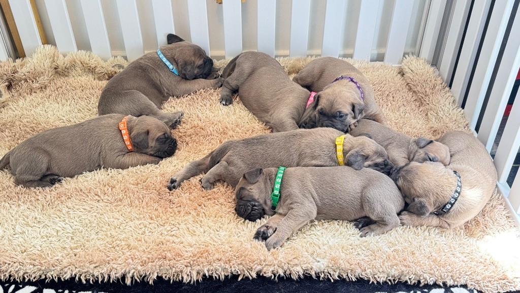 Chiot Cane Corso des gardiens d'Ecosse