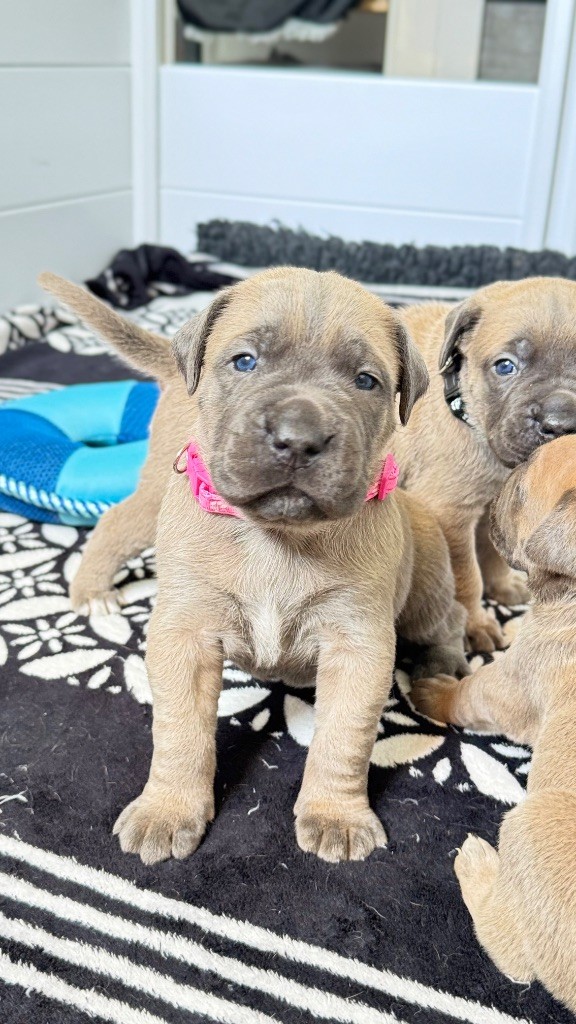 des gardiens d'Ecosse - Chiots disponibles - Cane Corso