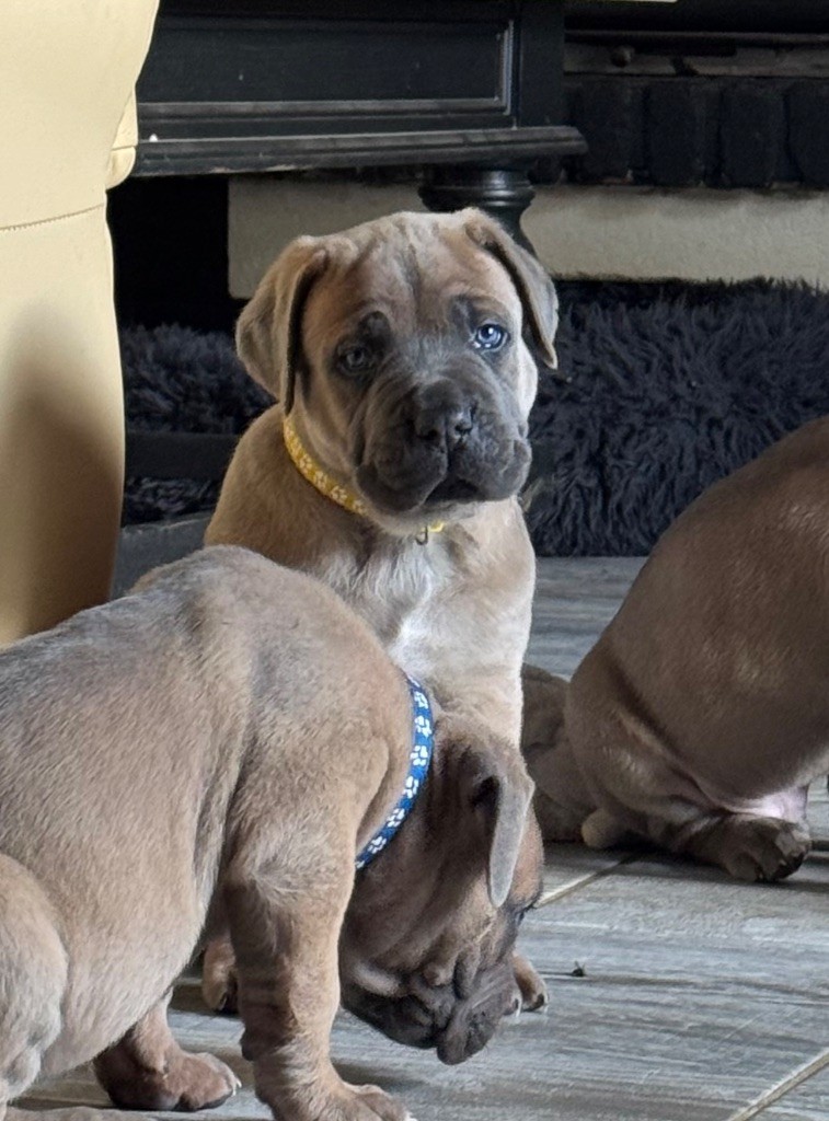 des gardiens d'Ecosse - Chiots disponibles - Cane Corso