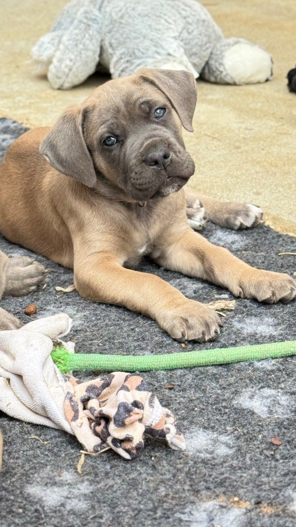 des gardiens d'Ecosse - Chiots disponibles - Cane Corso
