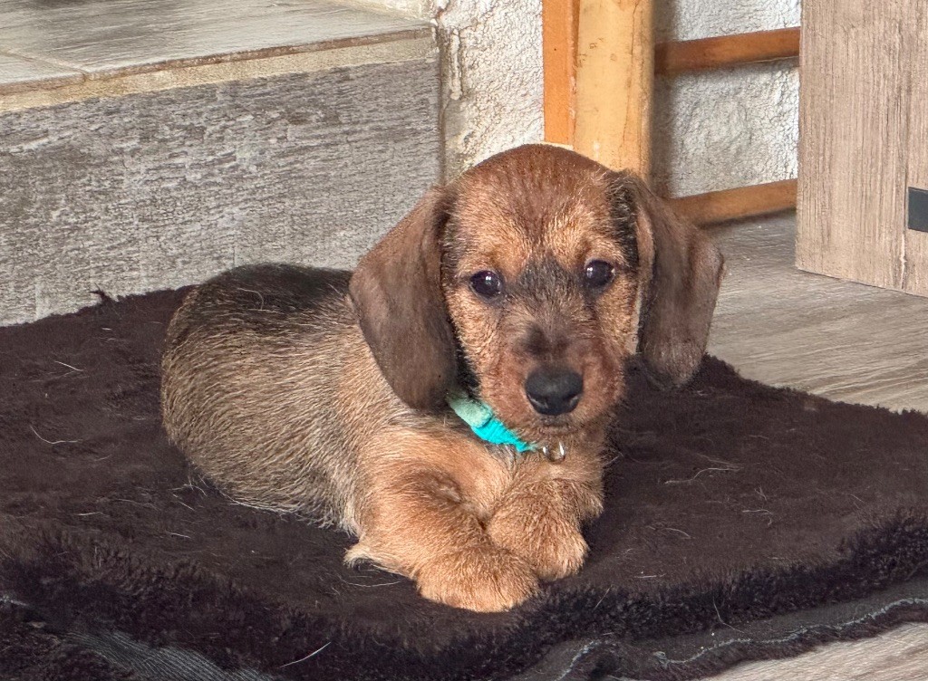 des gardiens d'Ecosse - Chiots disponibles - Teckel poil dur