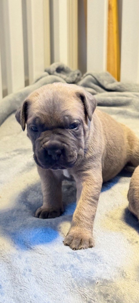 des gardiens d'Ecosse - Chiots disponibles - Cane Corso