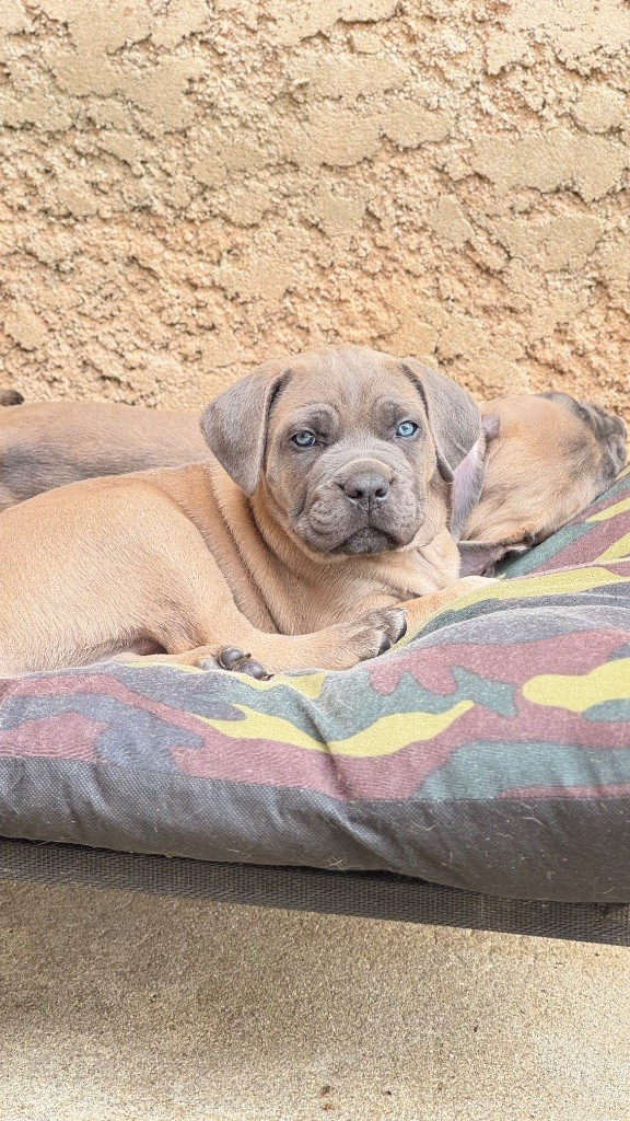 des gardiens d'Ecosse - Chiots disponibles - Cane Corso