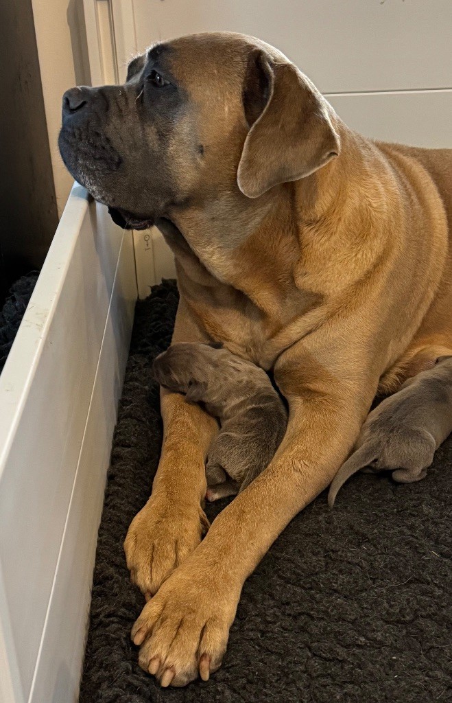 Chiot Cane Corso des gardiens d'Ecosse