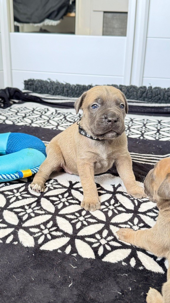 des gardiens d'Ecosse - Chiots disponibles - Cane Corso