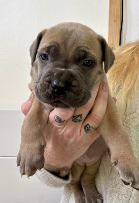 CHIOT sans collier