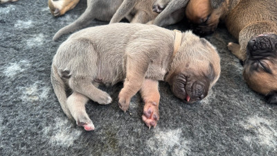 Froment collier blanc