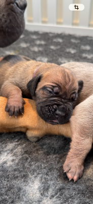 Fauve collier violet