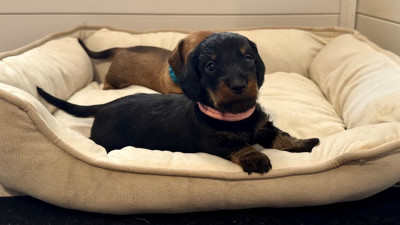 CHIOT 1