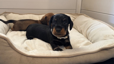CHIOT 2