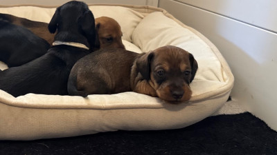 CHIOT 3