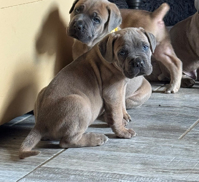 CHIOT collier Bleu