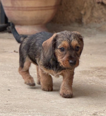 CHIOT