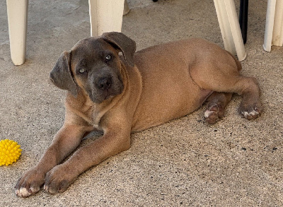 CHIOT