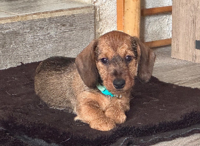 CHIOT 