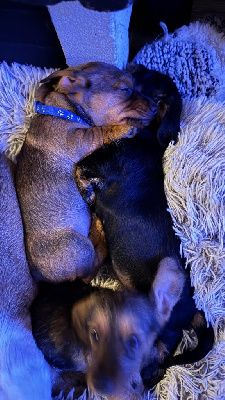 CHIOT