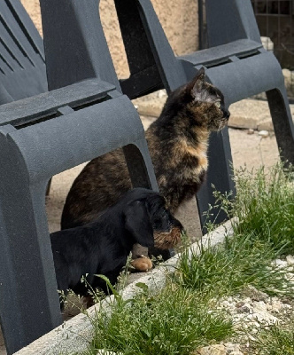 CHIOT