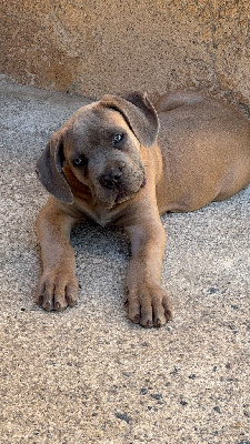 CHIOT collier Bleu