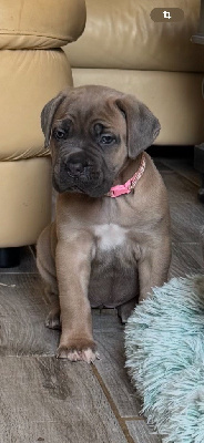 CHIOT