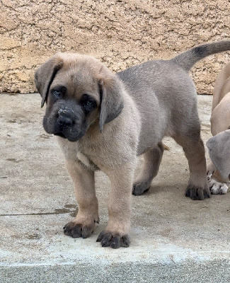 CHIOT collier bleu