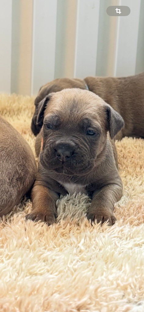 des gardiens d'Ecosse - Chiots disponibles - Cane Corso