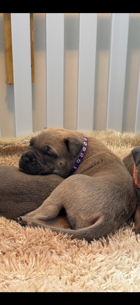des gardiens d'Ecosse - Chiots disponibles - Cane Corso