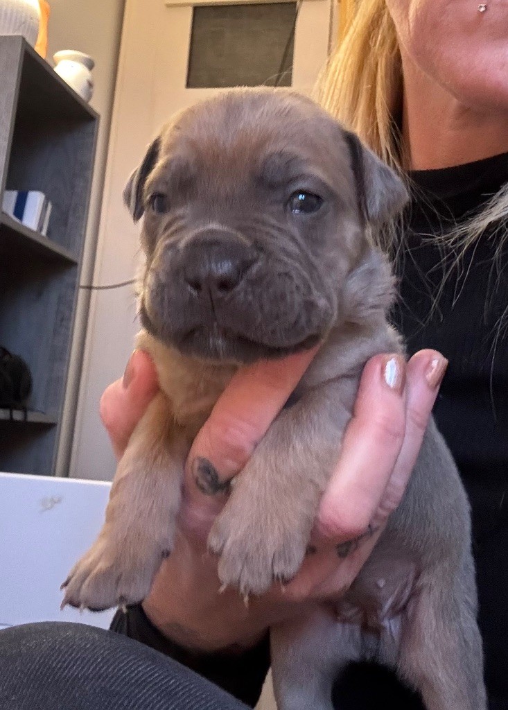 des gardiens d'Ecosse - Chiots disponibles - Cane Corso