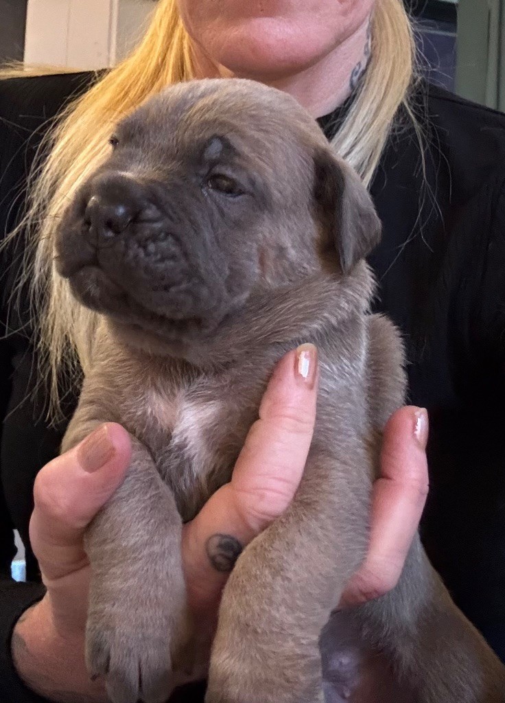 des gardiens d'Ecosse - Chiots disponibles - Cane Corso
