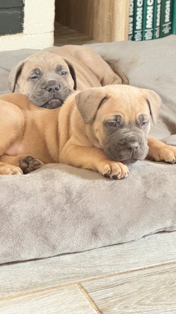des gardiens d'Ecosse - Chiots disponibles - Cane Corso