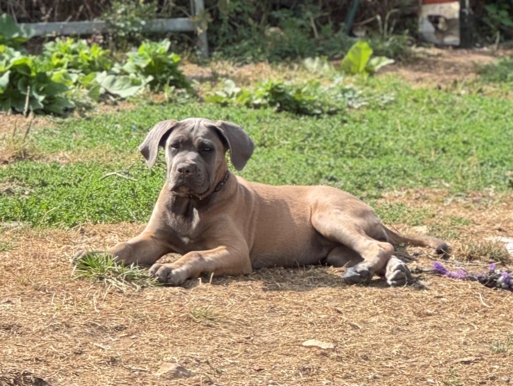 des gardiens d'Ecosse - Chiots disponibles - Cane Corso