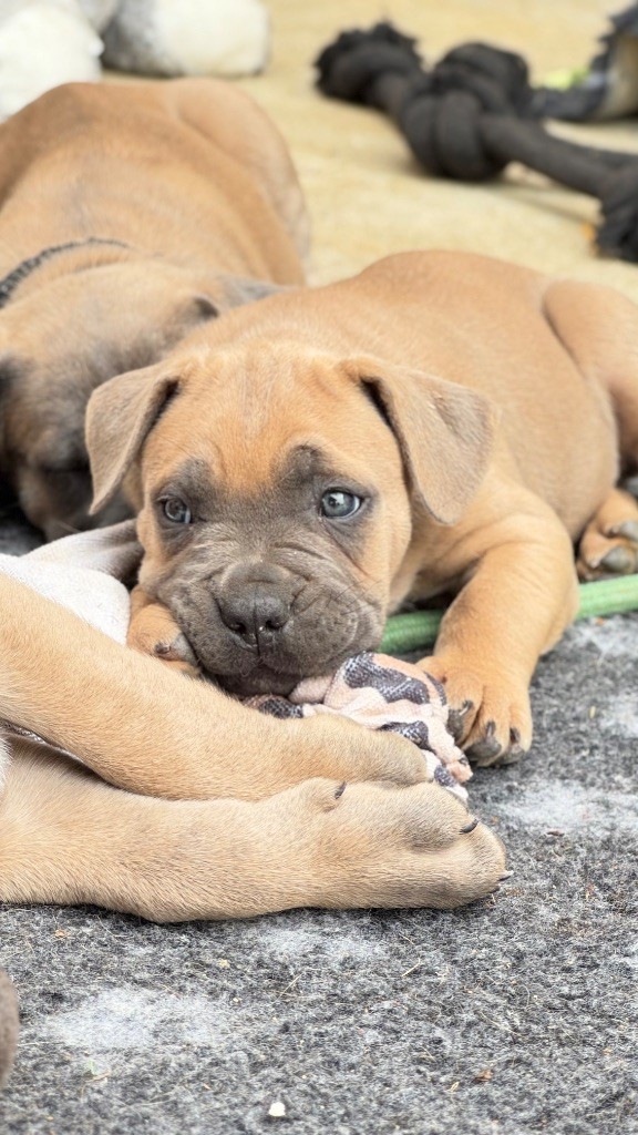 des gardiens d'Ecosse - Chiots disponibles - Cane Corso