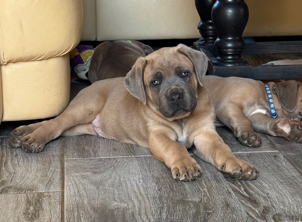 des gardiens d'Ecosse - Chiots disponibles - Cane Corso