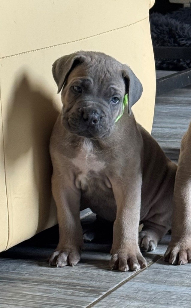 des gardiens d'Ecosse - Chiots disponibles - Cane Corso
